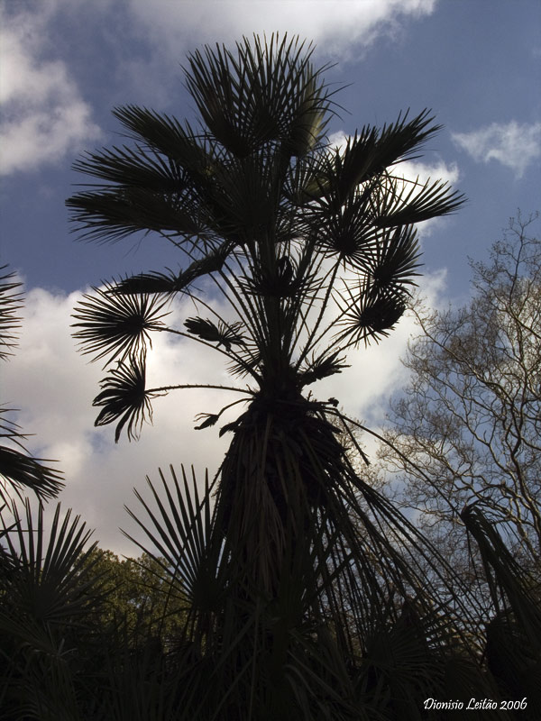 Jardim Tropical